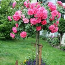 Svyruoklinė rožė "Rosarium Uetersen", 80cm skiepas