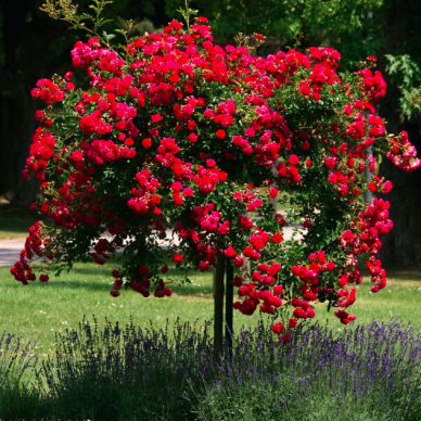 Svyruoklinė rožė "Dama de`Cur", 80cm skiepas