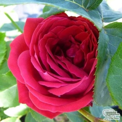 Svyruoklinė rožė "Dama de`Cur", 80cm skiepas 1