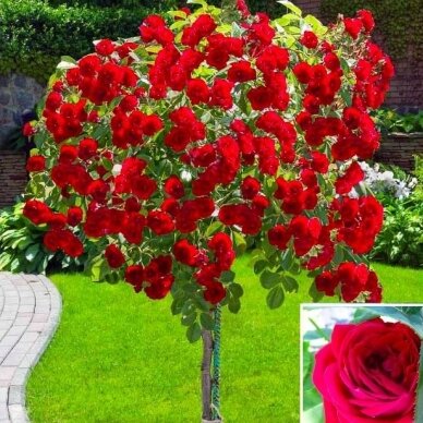 Svyruoklinė rožė "Dama de`Cur", 80cm skiepas 2