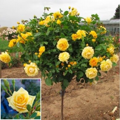Svyruoklinė rožė "Landora", 80cm skiepas 2