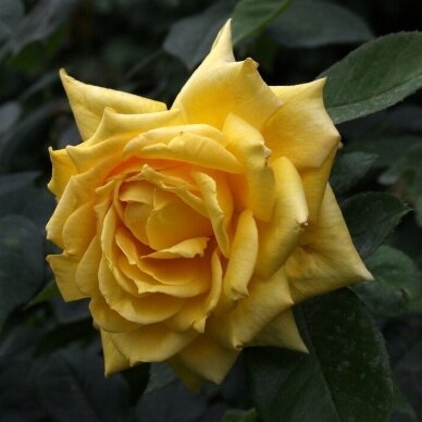 Svyruoklinė rožė "Landora", 80cm skiepas 3