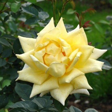 Svyruoklinė rožė "Landora", 80cm skiepas 1