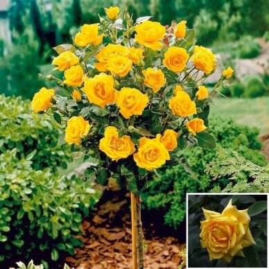 Svyruoklinė rožė "Landora", 80cm skiepas