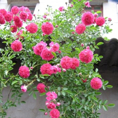 Svyruoklinė Rožė "Excelsa", 120cm skiepas 8