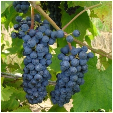 Vynuogė ''Maréchal Foch'blue"