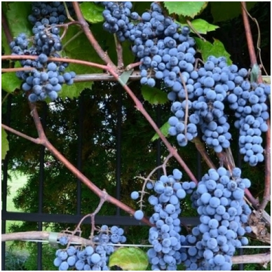 Vynuogė ''Maréchal Foch'blue" 2